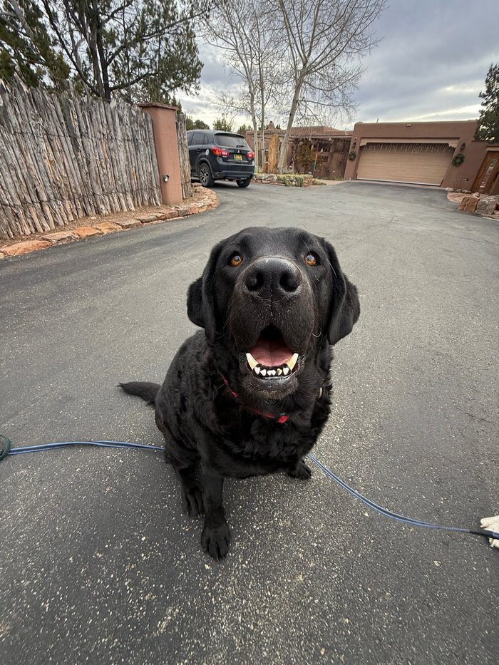 Coco the dog