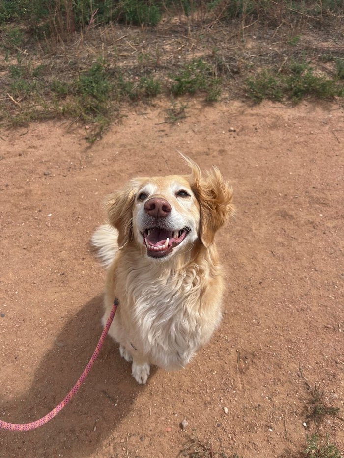 Luna the dog